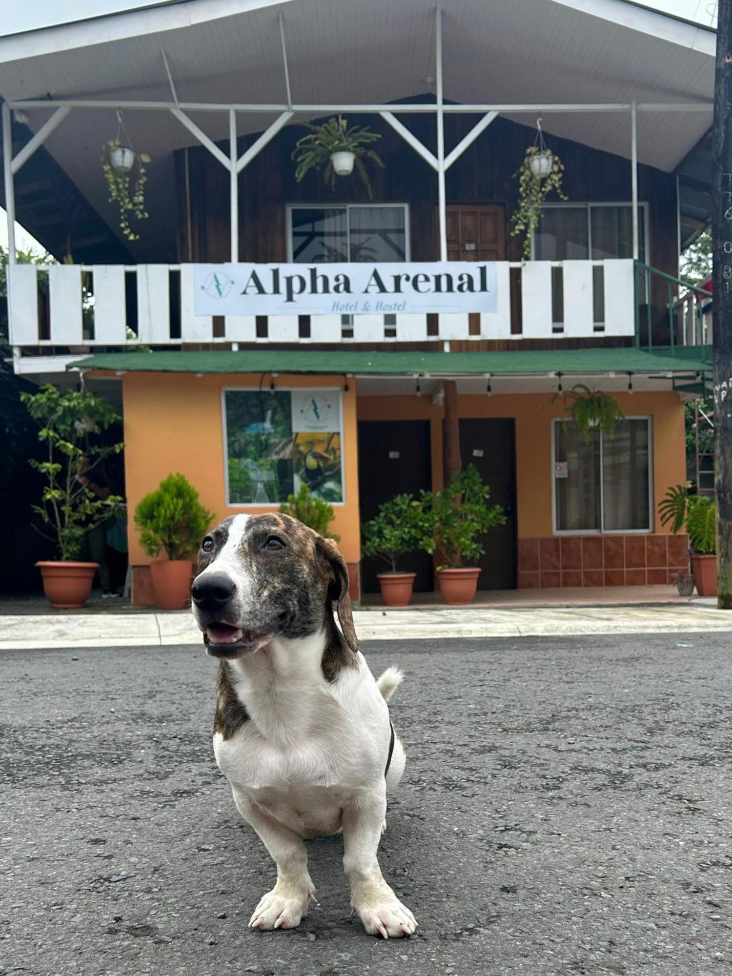 Alpha Arenal Hostel Ла Фортуна Экстерьер фото